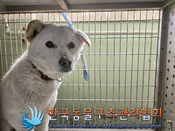 한국동물구조관리협회_441406202500157